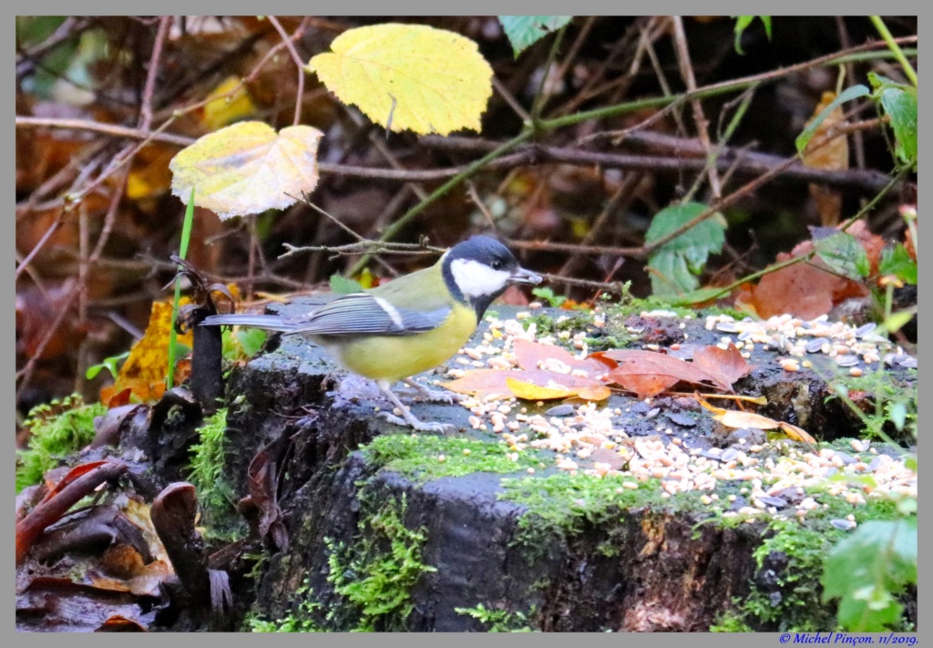  [Ouvert] FIL - Oiseaux. - Page 36 Dsc05913