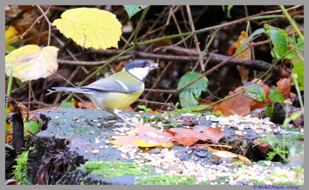  [Ouvert] FIL - Oiseaux. - Page 36 Dsc05915