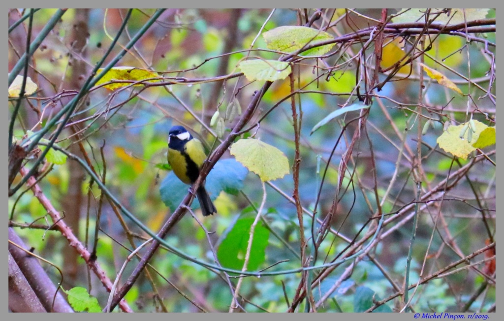  [Ouvert] FIL - Oiseaux. - Page 36 Dsc05917