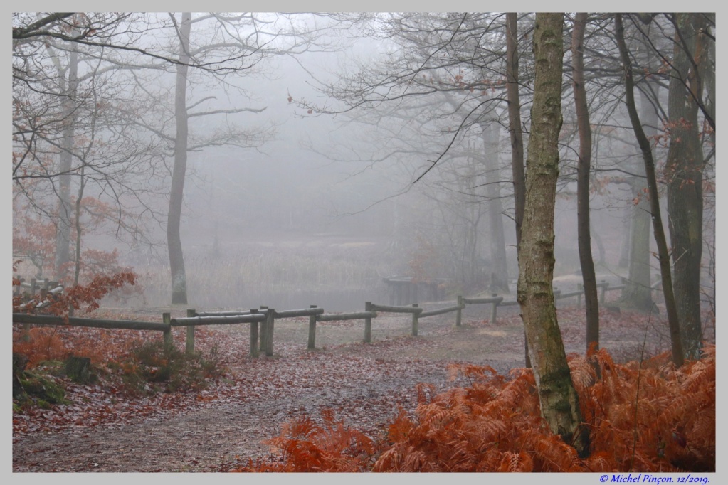 [fil ouvert] la forêt dans tous ses états - Page 26 Dsc06120