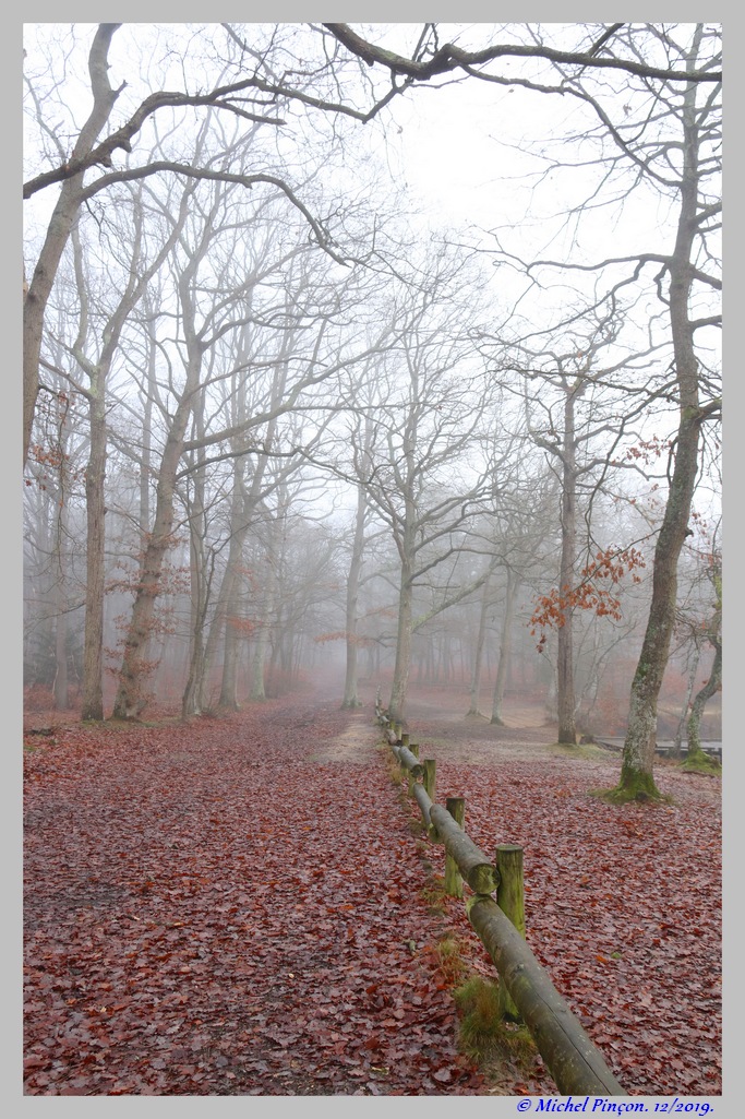 [fil ouvert] la forêt dans tous ses états - Page 26 Dsc06125