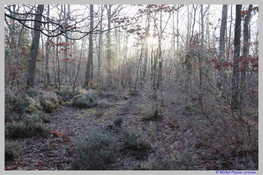 [fil ouvert] la forêt dans tous ses états - Page 26 Dsc06214