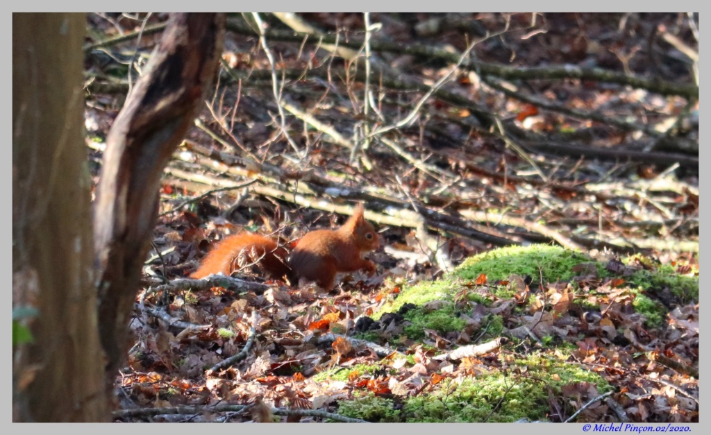 [Ouvert] Animaux divers. - Page 34 Dsc06286