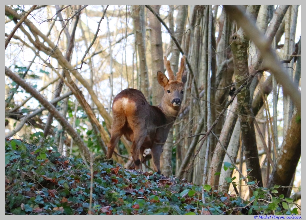 [Ouvert] Animaux divers. - Page 34 Dsc06308