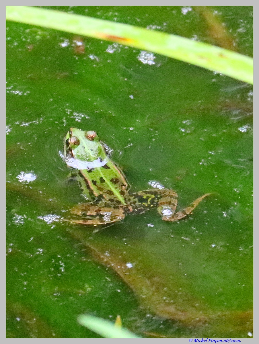 [Ouvert] Animaux divers. - Page 37 Dsc07612