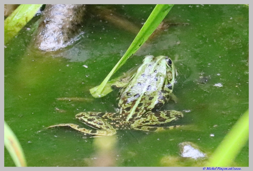 [Ouvert] Animaux divers. - Page 37 Dsc07614