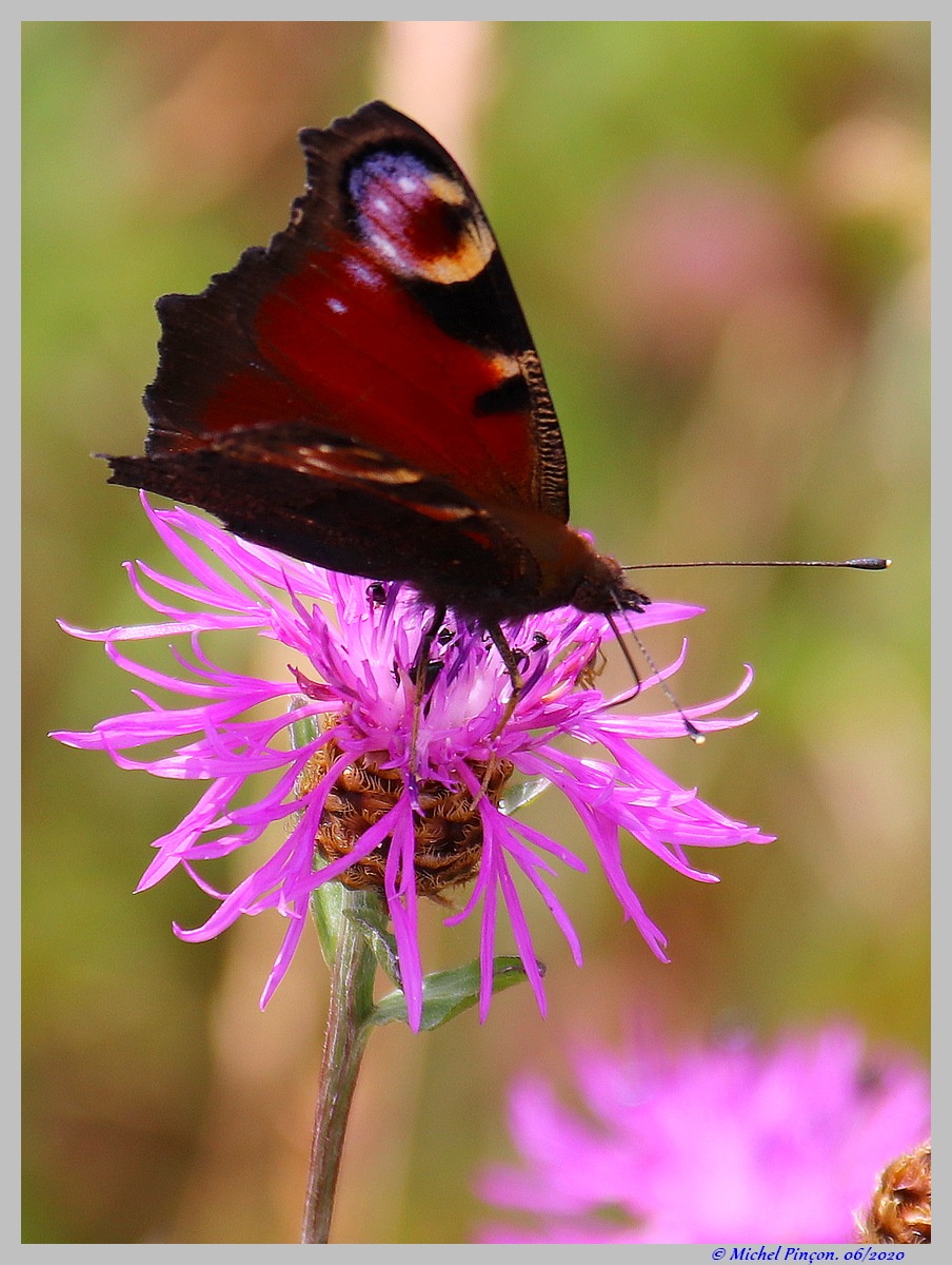 (FIL OUVERT) INSECTES ET PAPILLONS. - Page 14 Dsc07641