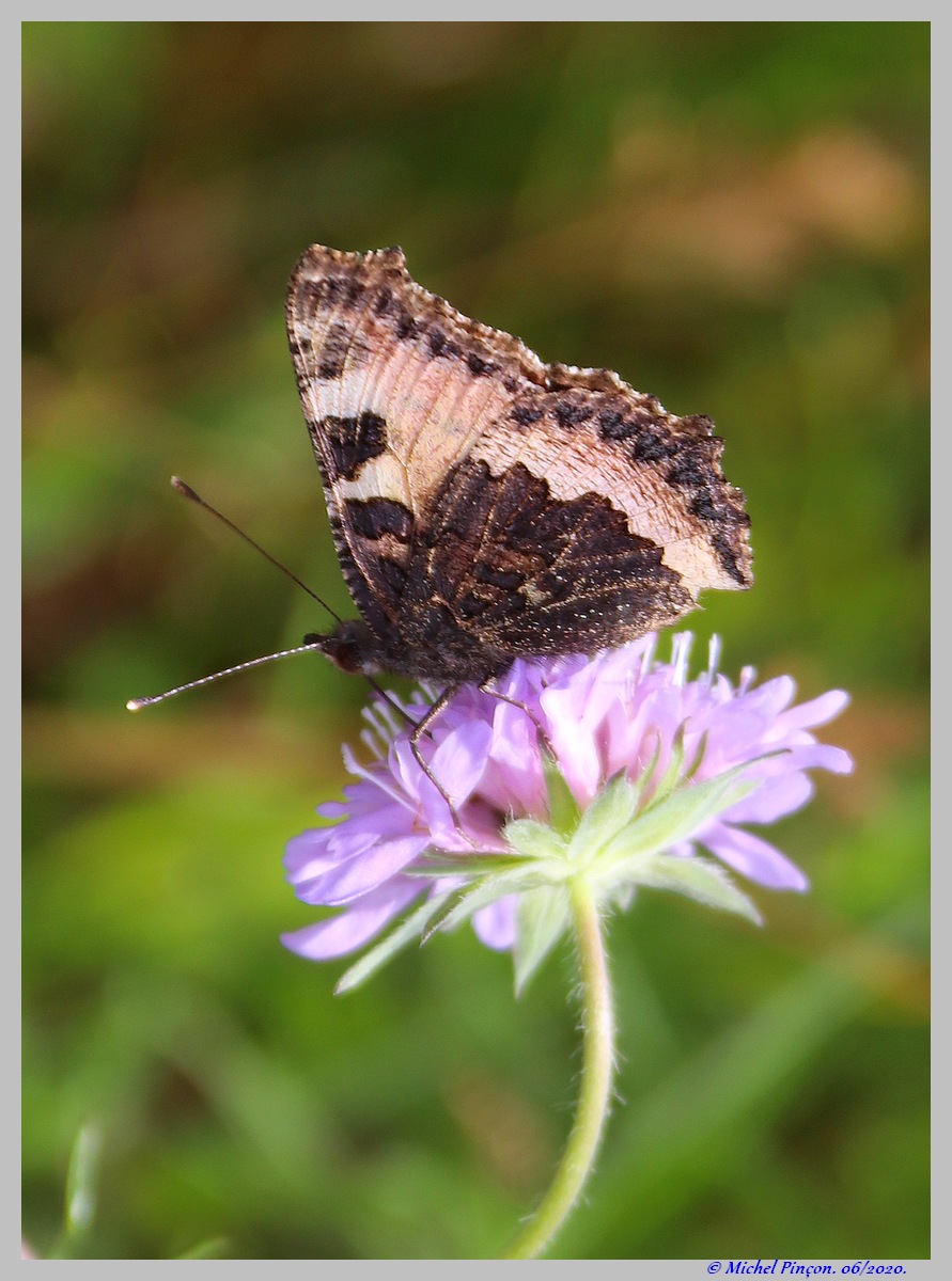 (FIL OUVERT) INSECTES ET PAPILLONS. - Page 15 Dsc07664