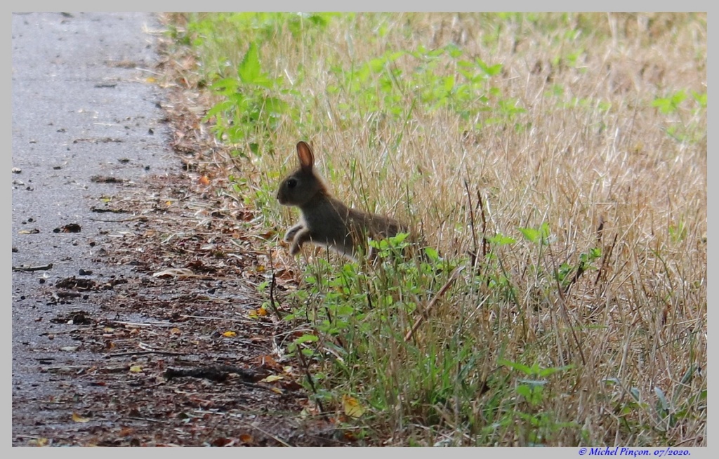 [Ouvert] Animaux divers. - Page 37 Dsc07861