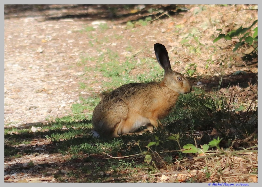 [Ouvert] Animaux divers. - Page 37 Dsc07864