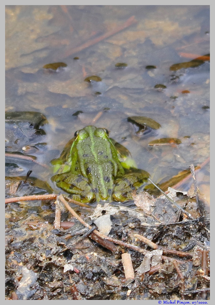 [Ouvert] Animaux divers. - Page 38 Dsc08105