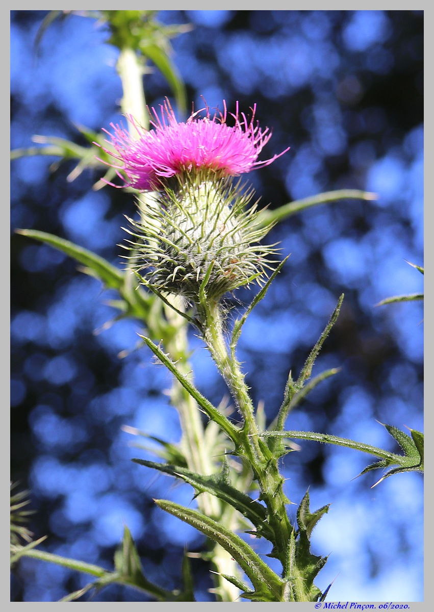 [Fil ouvert] Fleurs et plantes - Page 32 Dsc08236