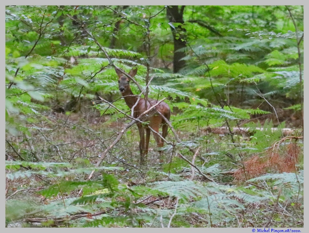 [Ouvert] Animaux divers. - Page 39 Dsc08312