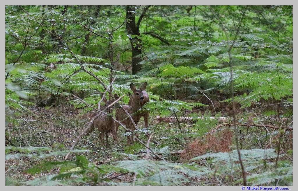 [Ouvert] Animaux divers. - Page 39 Dsc08316