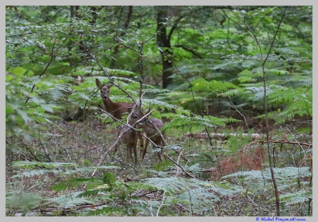 [Ouvert] Animaux divers. - Page 39 Dsc08317