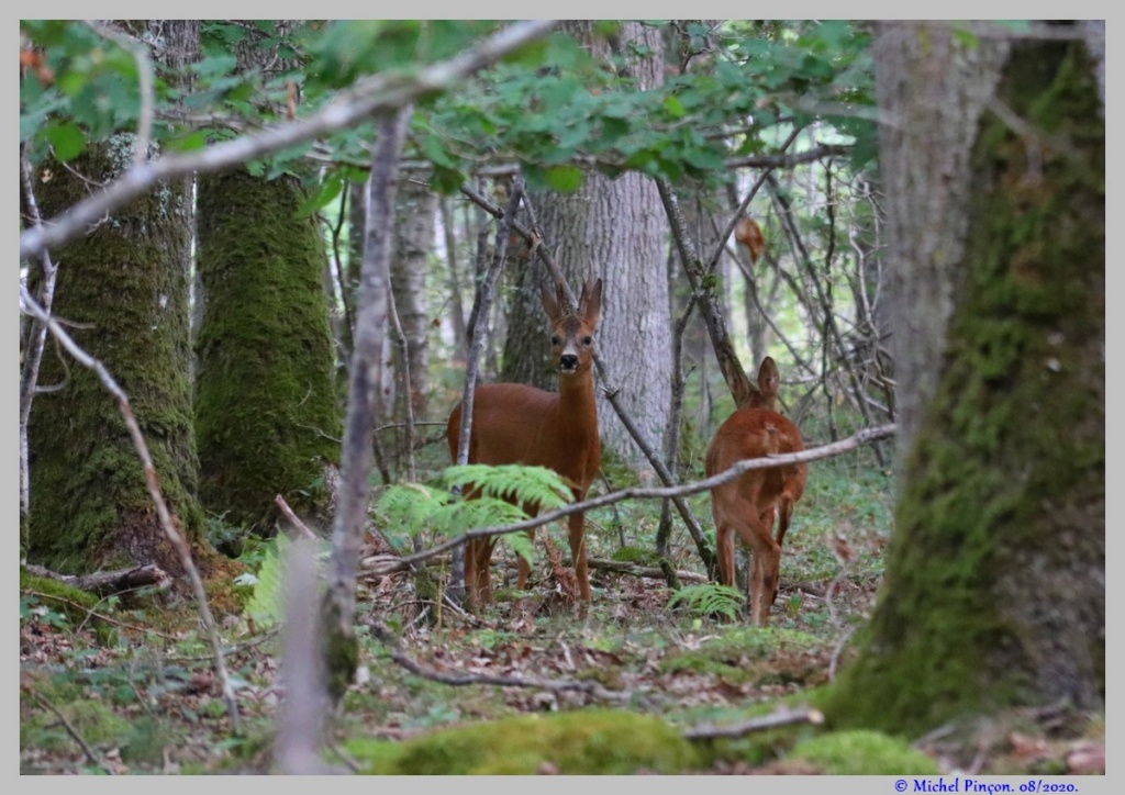 [Ouvert] Animaux divers. - Page 39 Dsc08536