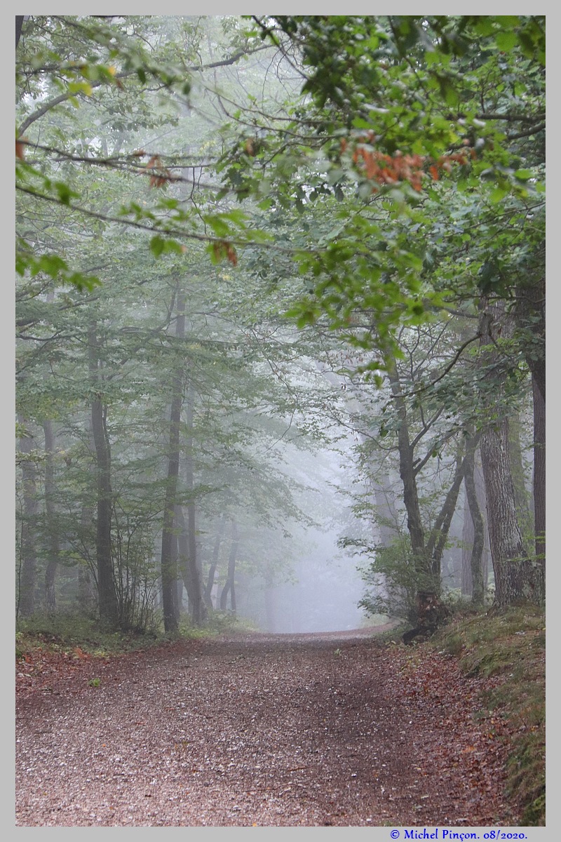 [fil ouvert] la forêt dans tous ses états - Page 27 Dsc08570