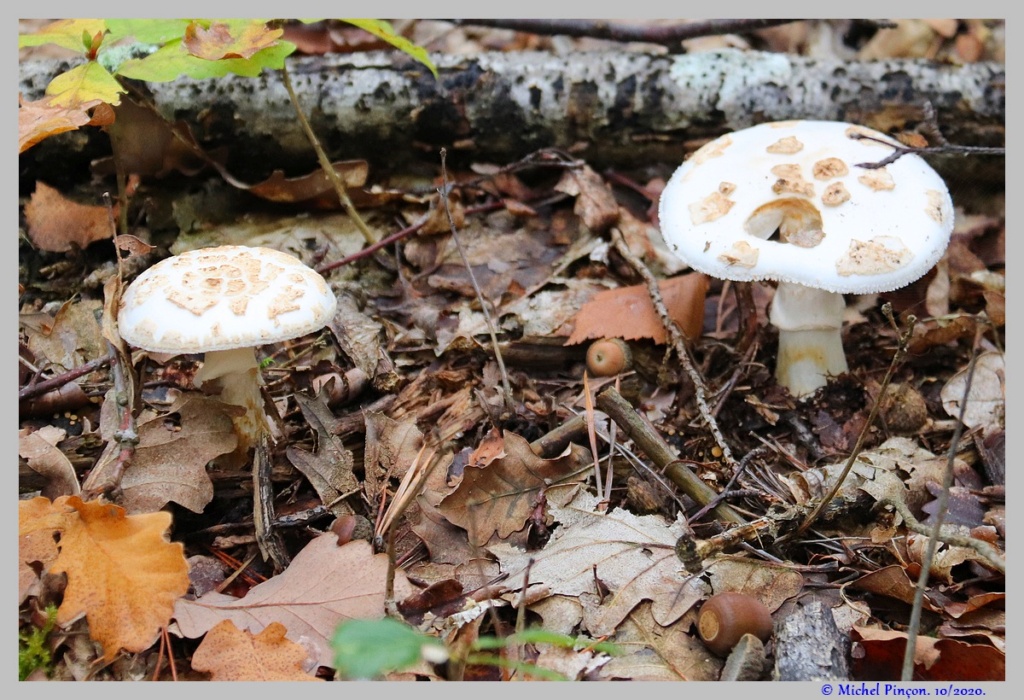 [fil ouvert] les champignons - Page 18 Dsc08915