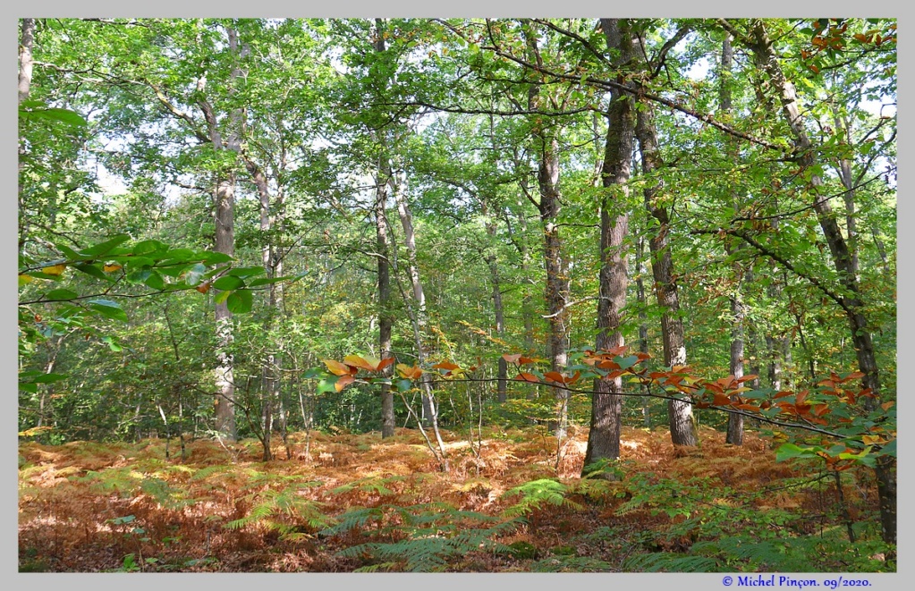 [fil ouvert] la forêt dans tous ses états - Page 27 Dsc08947