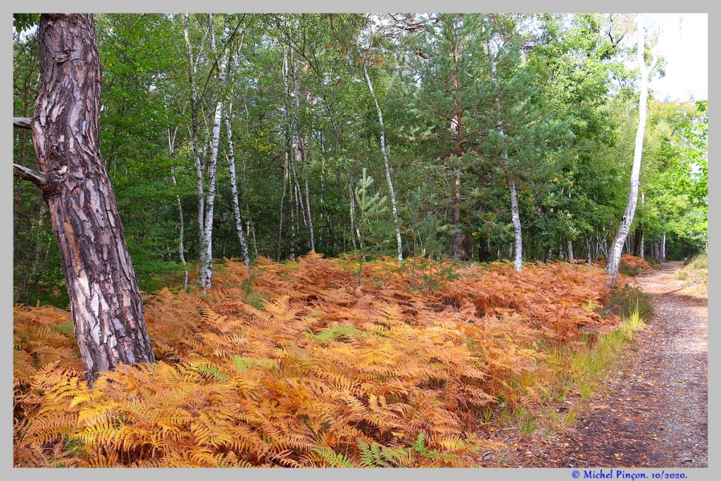 [fil ouvert] la forêt dans tous ses états - Page 27 Dsc08963