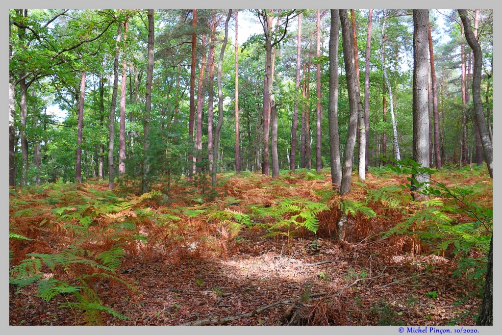 [fil ouvert] la forêt dans tous ses états - Page 27 Dsc08975