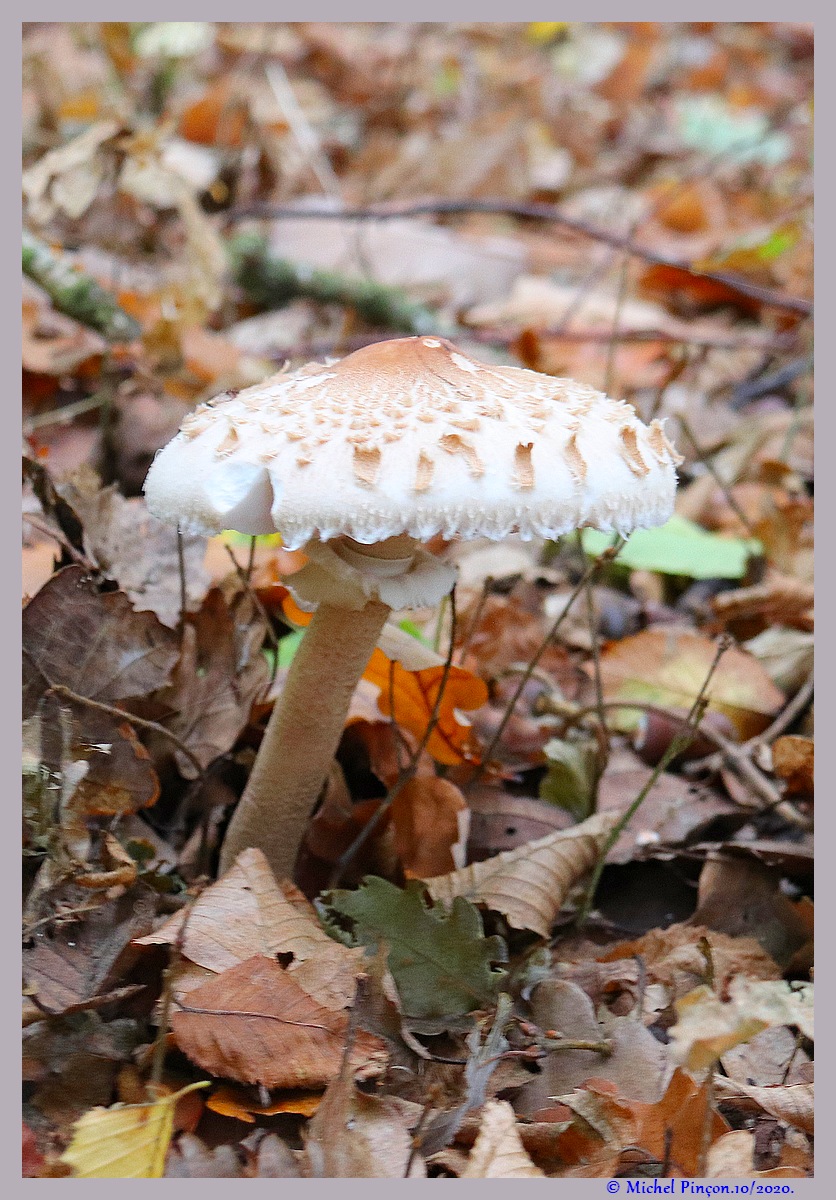 [fil ouvert] les champignons - Page 18 Dsc09115