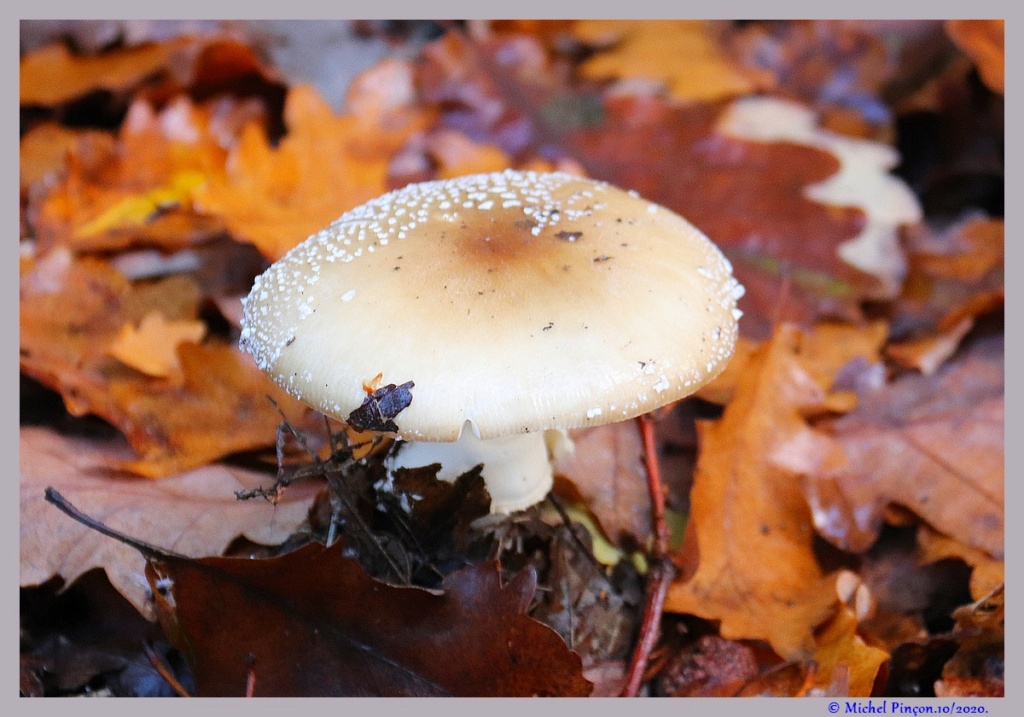 [fil ouvert] les champignons - Page 19 Dsc09165