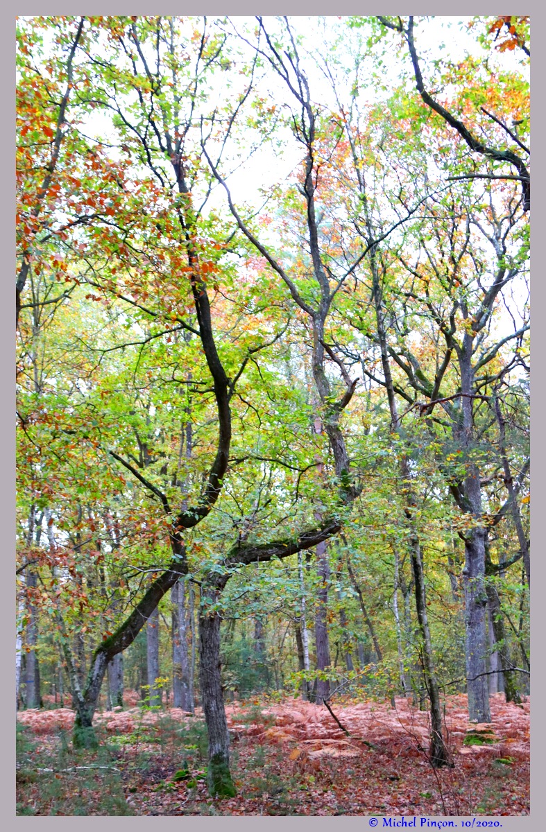 [fil ouvert] la forêt dans tous ses états - Page 28 Dsc09232