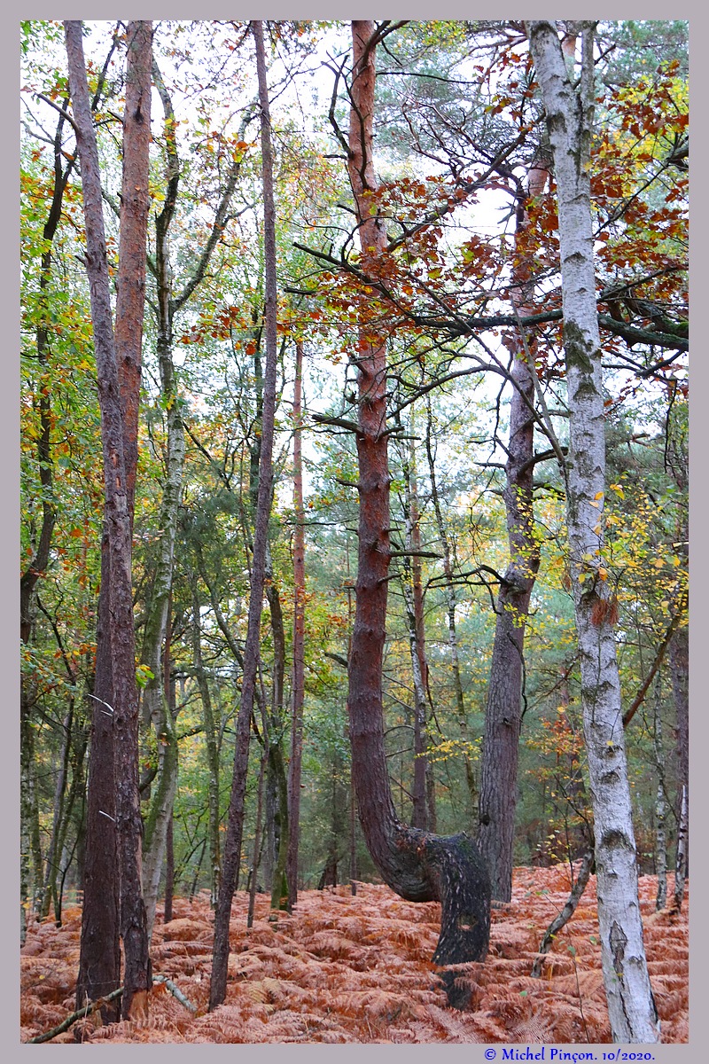 [fil ouvert] la forêt dans tous ses états - Page 28 Dsc09234