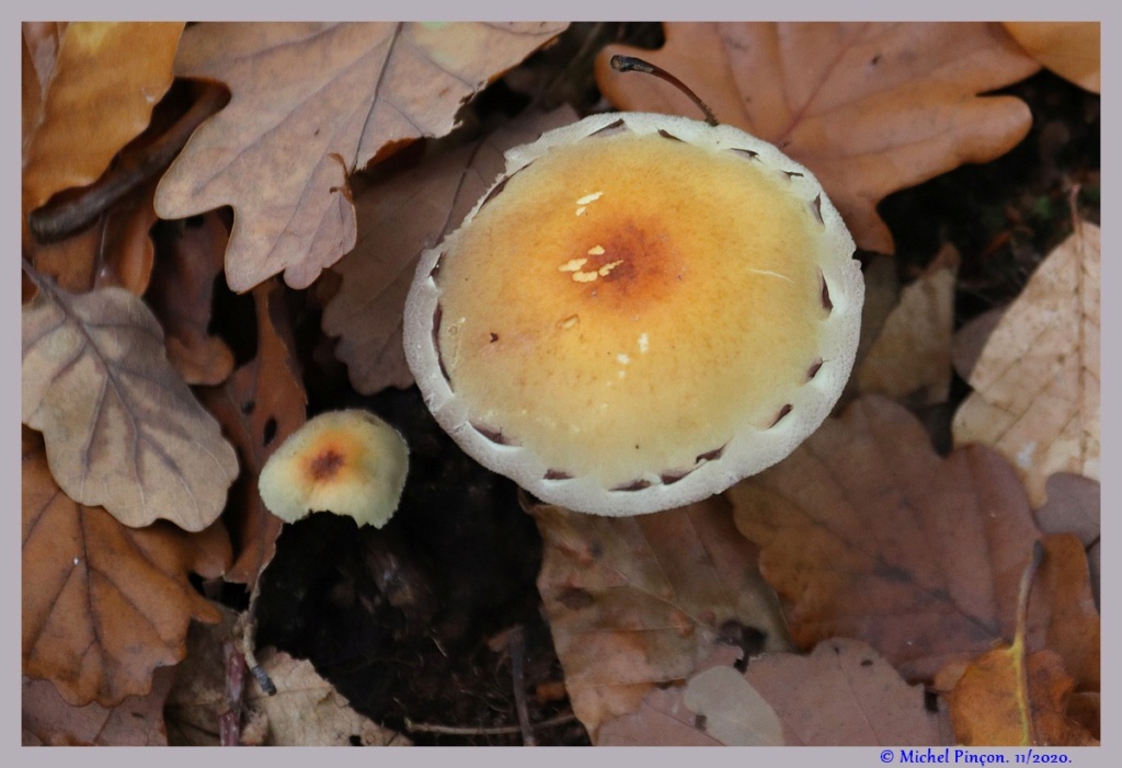 [fil ouvert] les champignons - Page 19 Dsc09295