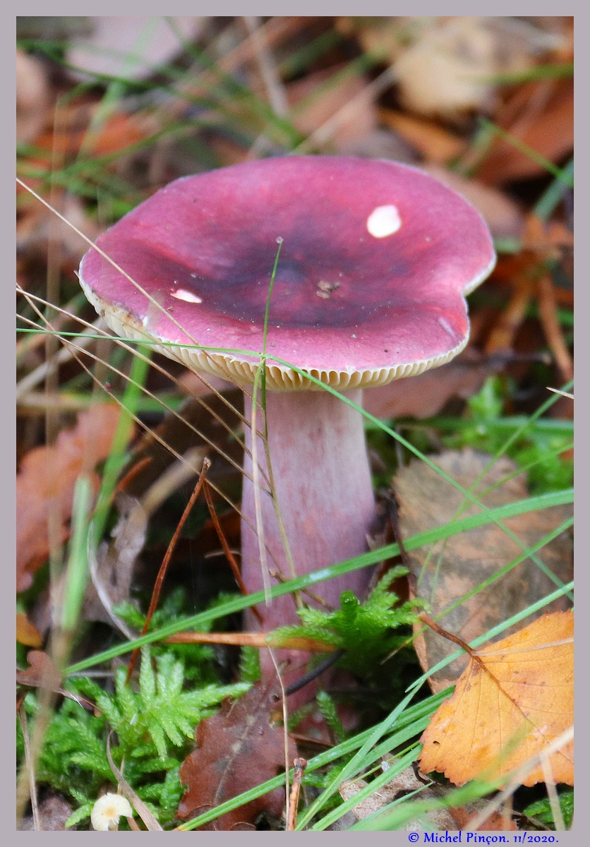 [fil ouvert] les champignons - Page 19 Dsc09302