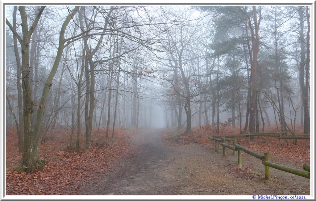 [fil ouvert] la forêt dans tous ses états - Page 29 Dsc09946