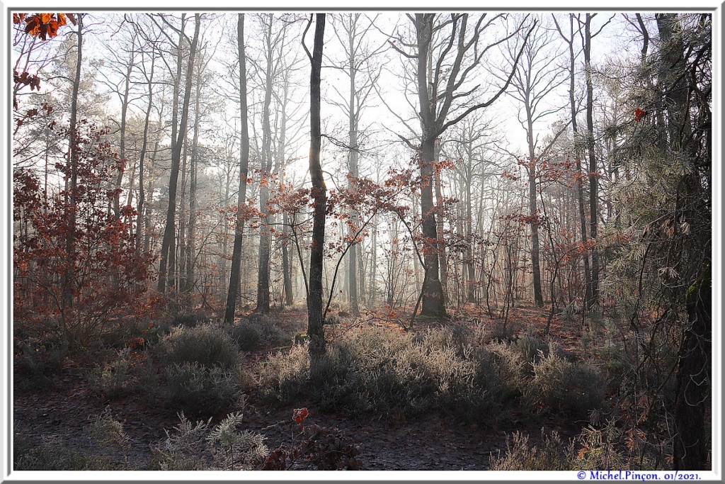 [fil ouvert] la forêt dans tous ses états - Page 29 Dsc09949