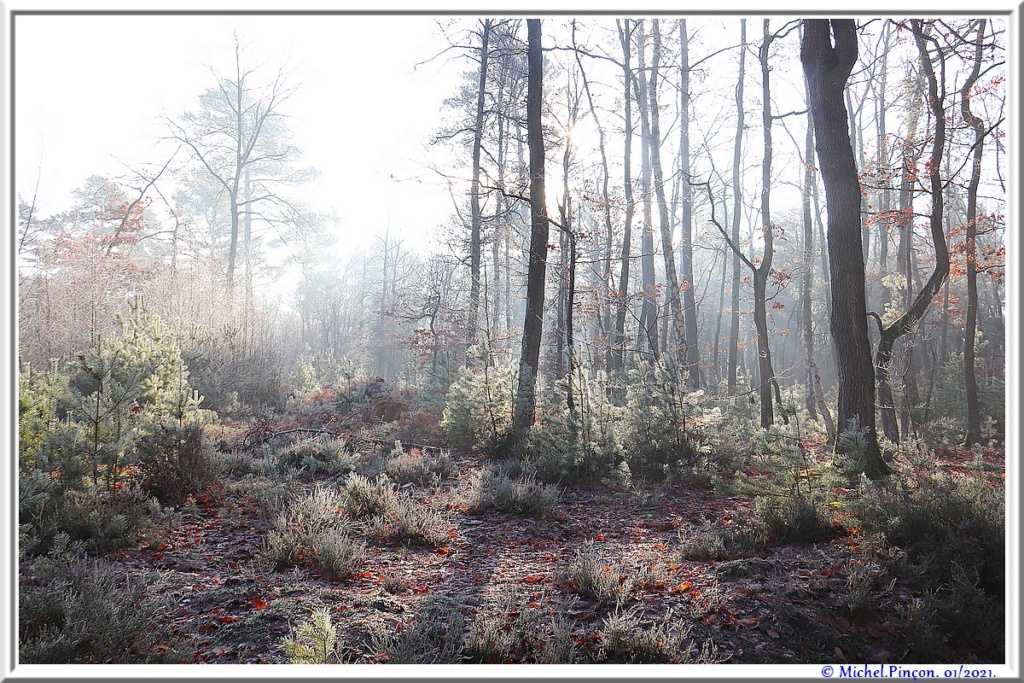 [fil ouvert] la forêt dans tous ses états - Page 29 Dsc09956