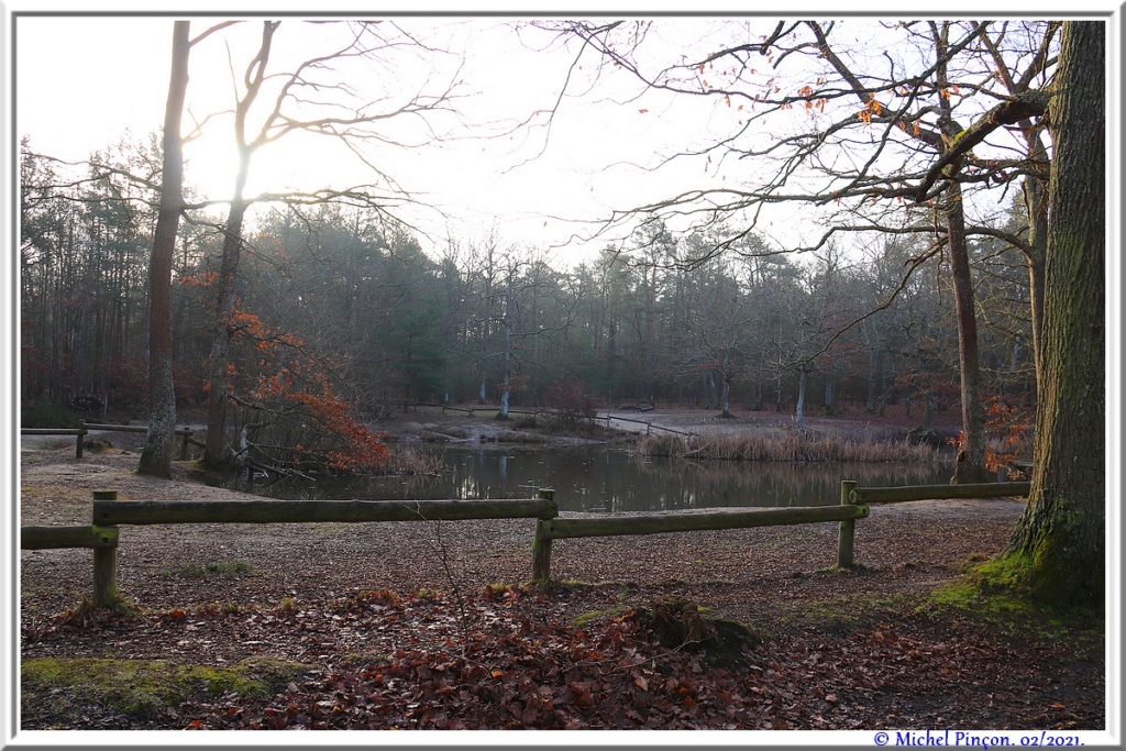 [fil ouvert] la forêt dans tous ses états - Page 29 Dsc10174