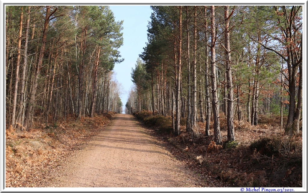 [fil ouvert] la forêt dans tous ses états - Page 30 Dsc10801