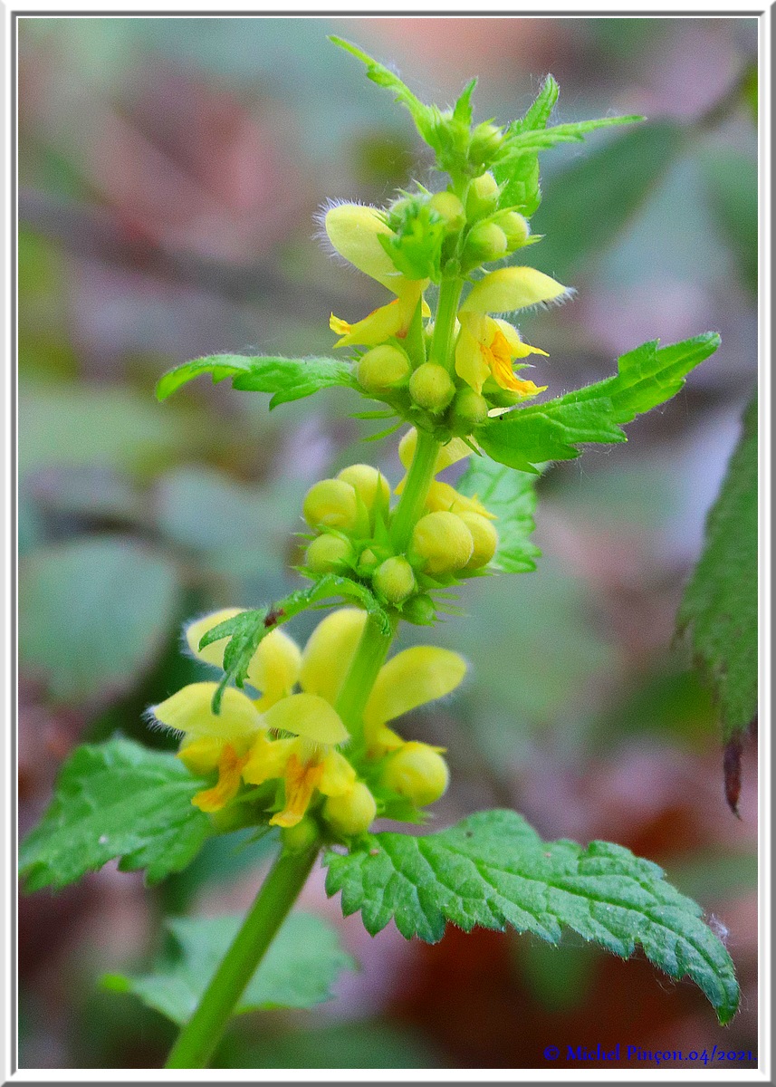 [Fil ouvert] Fleurs et plantes - Page 33 Dsc10829