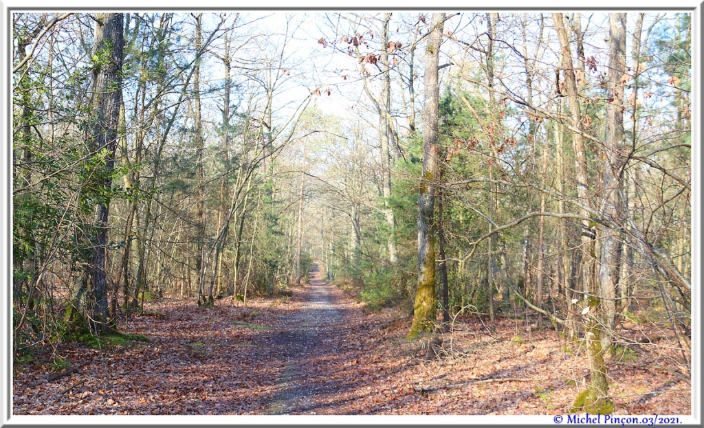 [fil ouvert] la forêt dans tous ses états - Page 30 Dsc10832