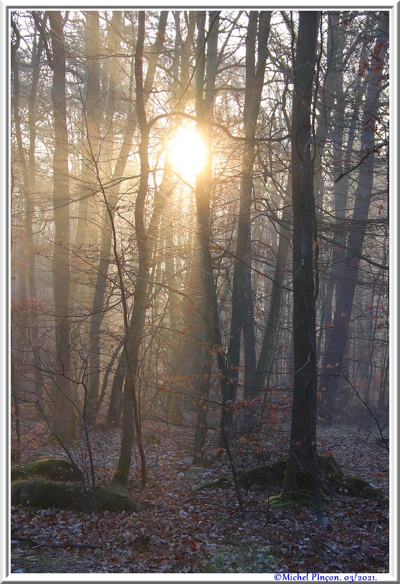 [fil ouvert] la forêt dans tous ses états - Page 30 Dsc10838