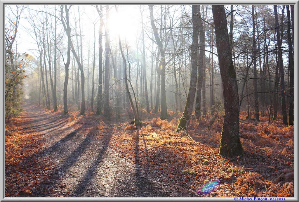 [fil ouvert] la forêt dans tous ses états - Page 30 Dsc10881