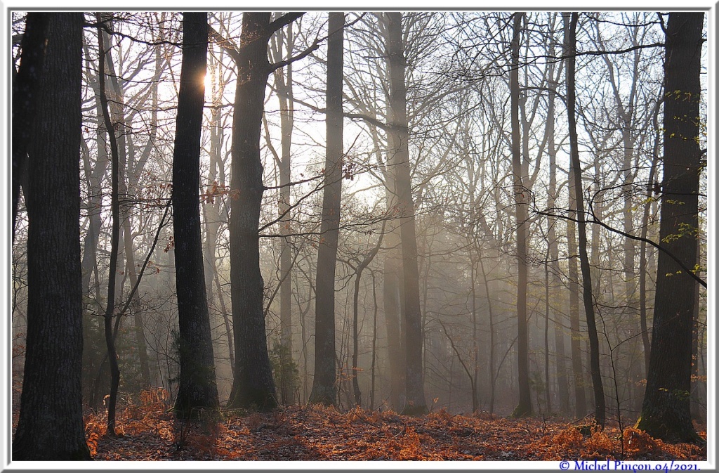 [fil ouvert] la forêt dans tous ses états - Page 30 Dsc11028