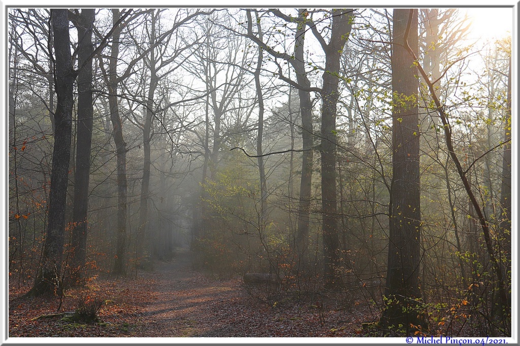 [fil ouvert] la forêt dans tous ses états - Page 30 Dsc11030