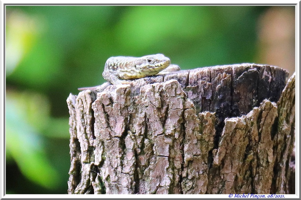 [Fil ouvert à tous] Reptiles, serpents, tortues, amphibiens, ... - Page 13 Dsc12052