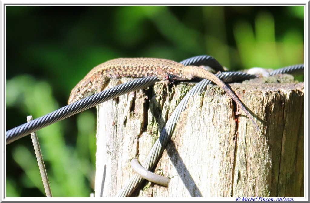 [Fil ouvert à tous] Reptiles, serpents, tortues, amphibiens, ... - Page 13 Dsc12056