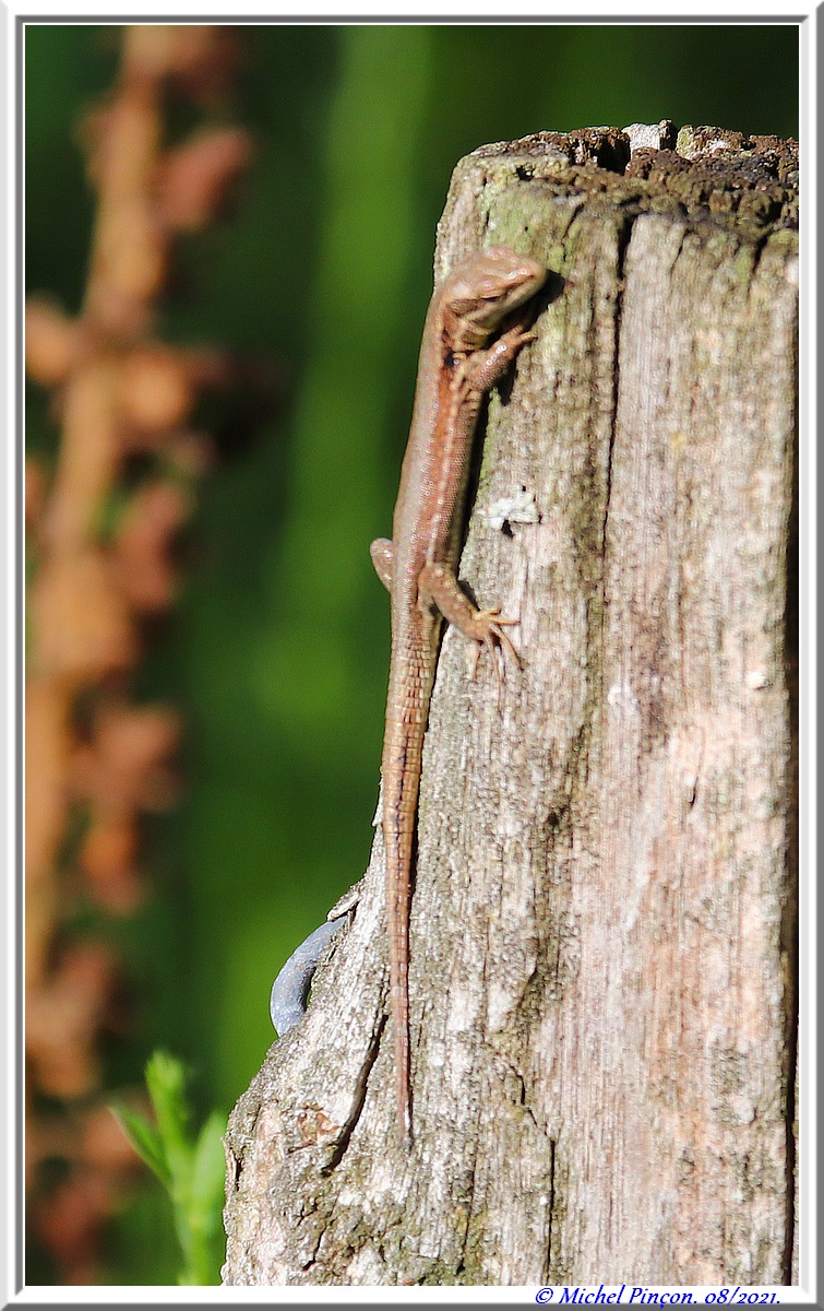 [Fil ouvert à tous] Reptiles, serpents, tortues, amphibiens, ... - Page 13 Dsc12058