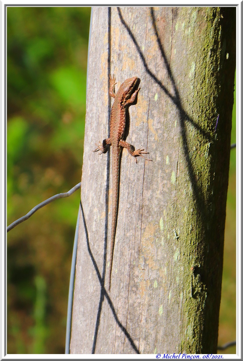 [Fil ouvert à tous] Reptiles, serpents, tortues, amphibiens, ... - Page 13 Dsc12063