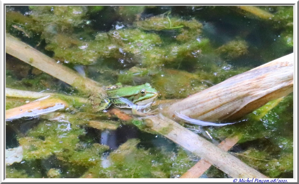 [Fil ouvert à tous] Reptiles, serpents, tortues, amphibiens, ... - Page 13 Dsc12072