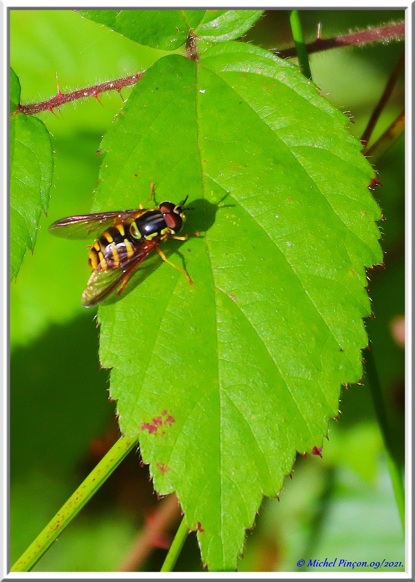 (FIL OUVERT) INSECTES ET PAPILLONS. - Page 19 Dsc12659