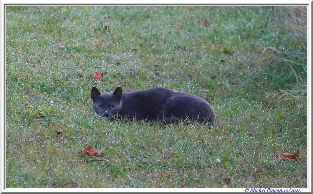 [fil ouvert] Les chats  - Page 12 Dsc12918