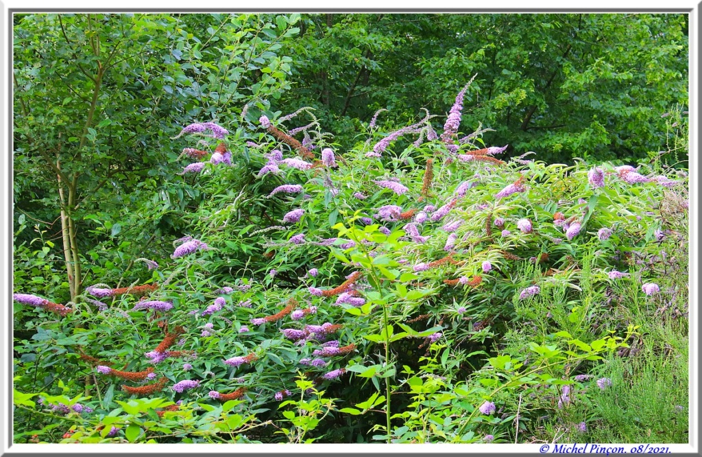 [fil ouvert] la forêt dans tous ses états - Page 31 Dsc12974